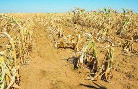 ООН раскрыла потери для сельского хозяйства из-за стихийных бедствий - agroexpert.md
