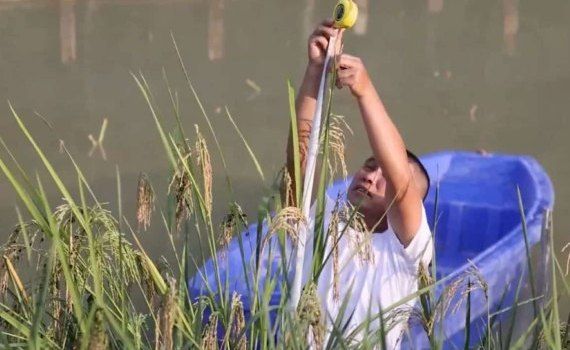Гигантский рис в Китае дает урожай почти в два раза больше обычного - agroexpert.md