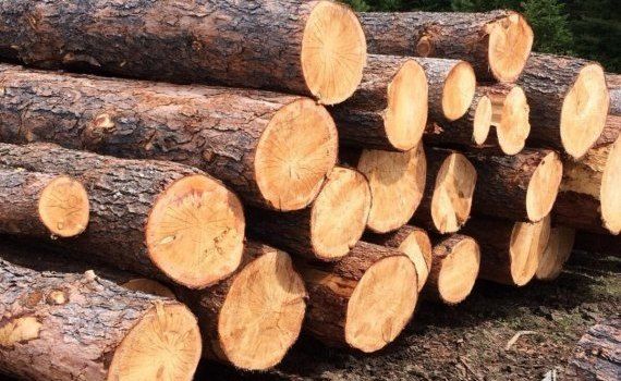 lemne de foc Moldova preț mare - agroexpert.md