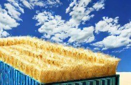 Признаки нового рекорда импорта пшеницы в Китай в 2023-2024 годах - agroexpert.md