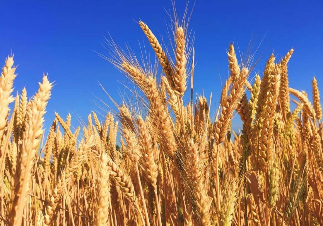 Как в ОАЭ выращивают пшеницу в пустыне - agroexpert.md