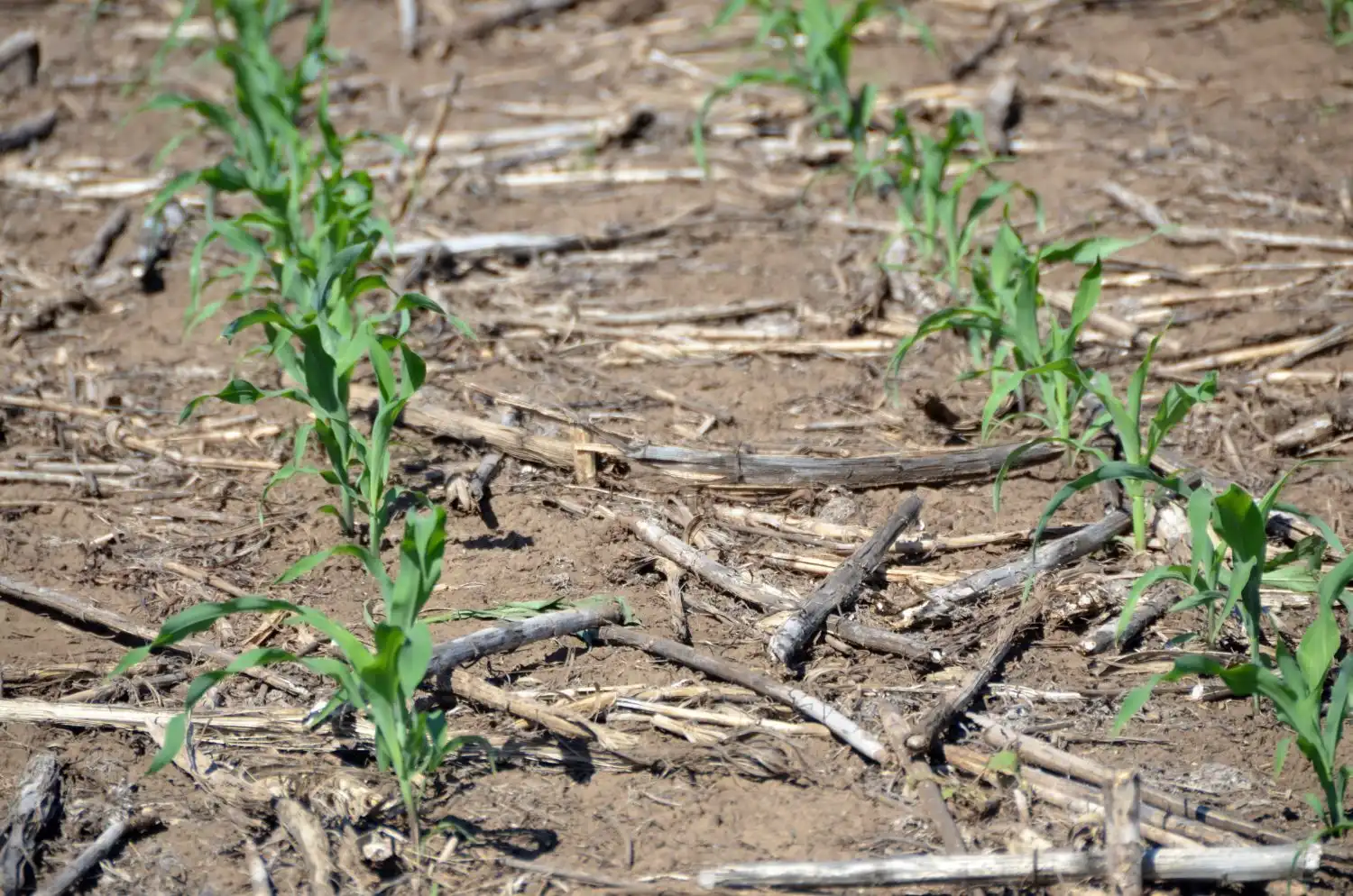 Британских фермеров переведут на No-Till?