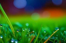 Растущий рынок адъювантов: новые возможности и перспективы - agroexpert.md    