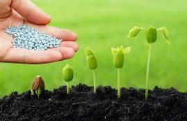 Внесение стартовых микробиологических удобрений в семенное ложе - agroexpert.md