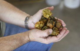 Самый жгучий перец в мире Pepper X уже в Книге рекордов Гиннеса - agroexpert.md