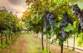 Combinat Vinuri Cricova suprafață dublă teren - agroexpert.md