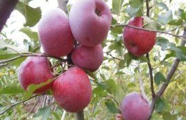 recoltare păstrare mere  - agroexpert.md