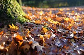 compostare frunze îngrășământ natural - agroexpert.md