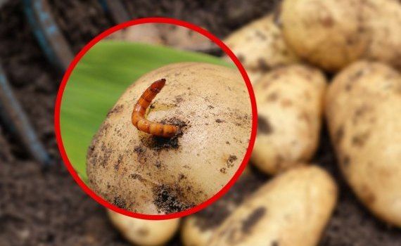 Борьба с нематодами на картофельном поле без химических решений - agroexpert.md