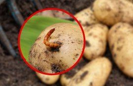 Борьба с нематодами на картофельном поле без химических решений - agroexpert.md