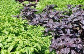 Обработка ультрафиолетом может вдвое сократить использование пестицидов - agroexpert.md
