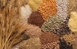 Slusari preț cereale oleaginoase import - agroexpert.md