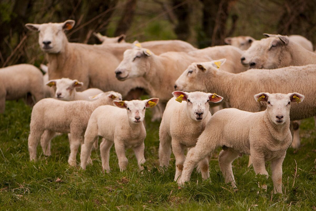 crescători ovine caprine provocări oportunități - agroexpert.md