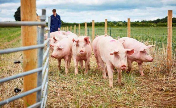 В Испании зафиксирована нетипичная для европейского региона болезнь свиней - agroexpert.md