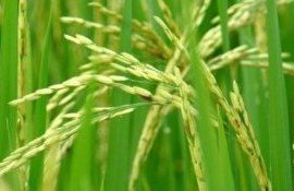 Bayer предложил новую технологию выращивания риса - agroexpert.md