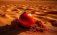 Супер - помидор для выращивания в открытом грунте и не боящийся засухи - agroexpert.md