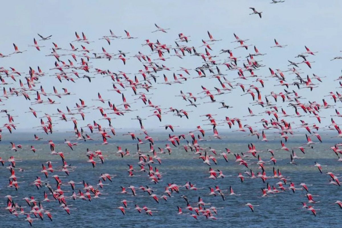 flamingo roz s-au oprit în Ucraina - agroexpert.md