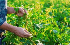 Eficientizarea tehnologiei de cultivare a soiei - agroexpert.md