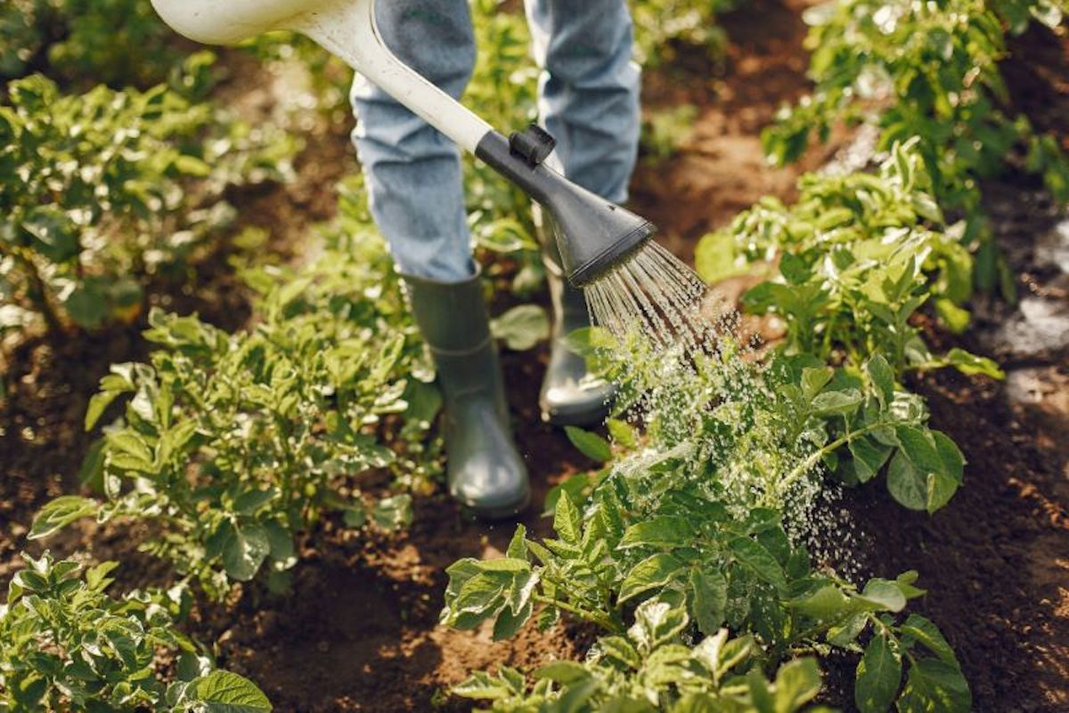  exploatații agricole familiale - agroexpert.md