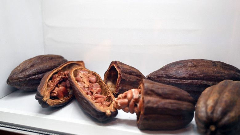 prețurile la cacao - agroexpert.md