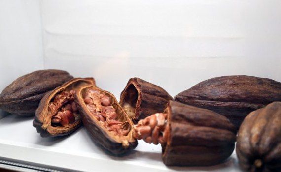 prețurile la cacao - agroexpert.md