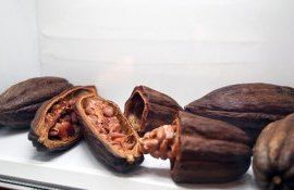 prețurile la cacao - agroexpert.md