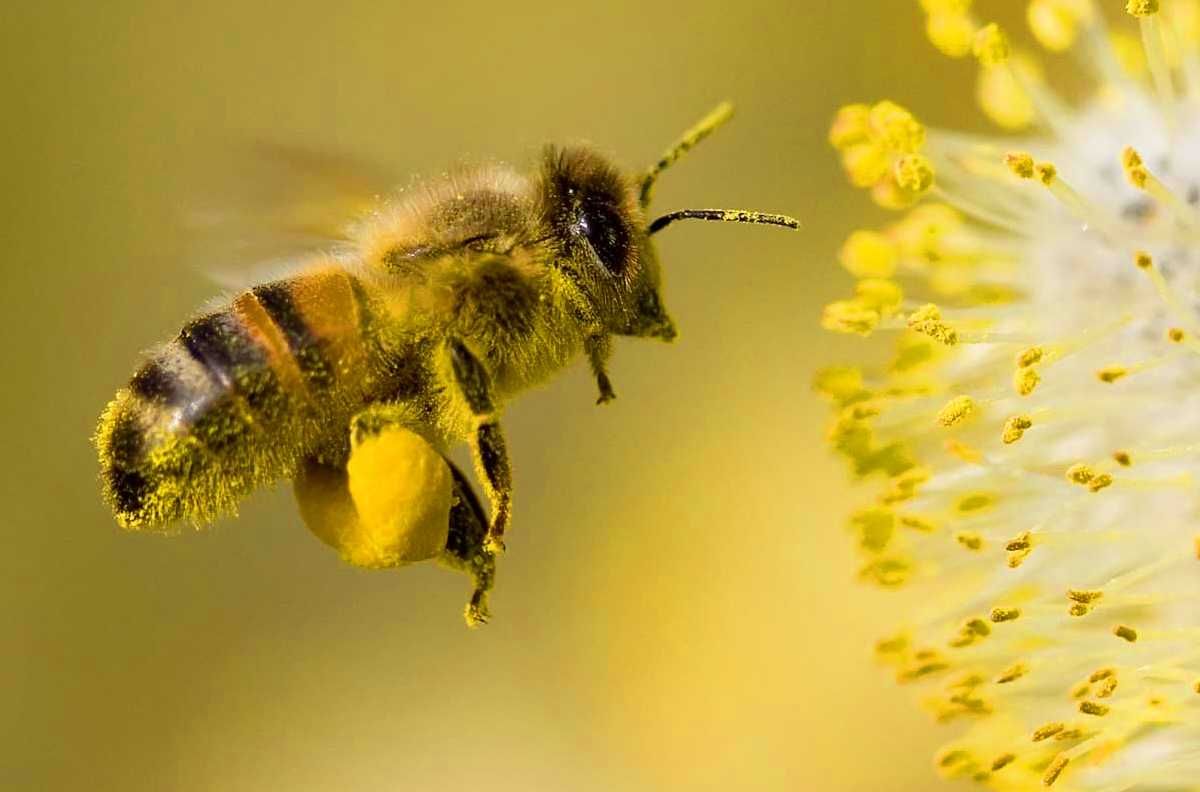 apicultură polen albine - agroexpert.md