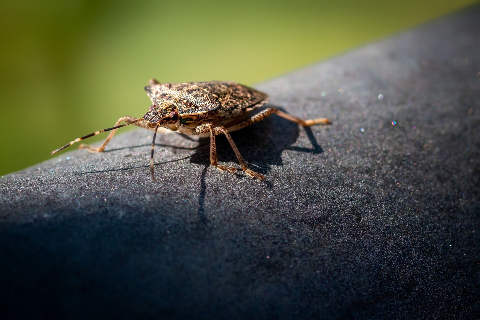 ploșniță insecte invazie - agroexpert.md