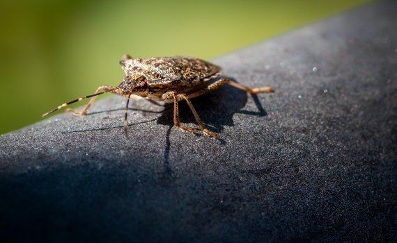 ploșniță insecte invazie - agroexpert.md