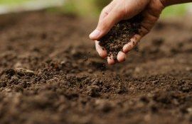 Новый биофунгицид Ataplan для борьбы с почвенными болезнями от FMC - agroexpert.md