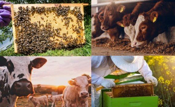 cadrul normatic apicultura zootehnia - agroexpert.md