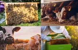 cadrul normatic apicultura zootehnia - agroexpert.md