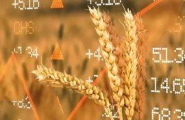 Цены на зерно продолжат падать – аналитики пессимистичны - agroexpert.md