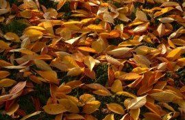 Intoxicare sol nuc prevenire - agroexpert.md