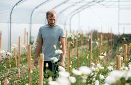 cultivare comercializare plante Ungheni - agroexpert.md