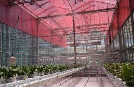 Поликарбонатные пленки для теплиц наделили светодиодным эффектом - agroexpert.md