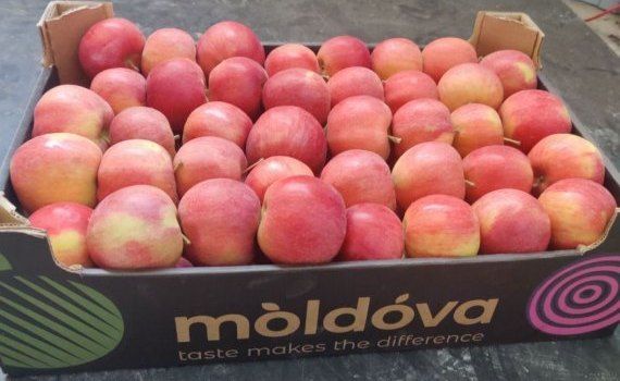В Молдове оптовые цены на яблоки пока не меняются - agtroexpert.md