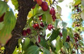 certificat GLOBALG.A.P. și GRASP - agroexpert.md