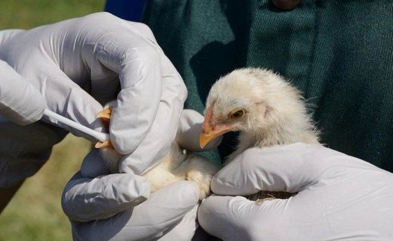 Учёные выявили реальный первоисточник высокопатогенного птичьего гриппа - agroexpert.md
