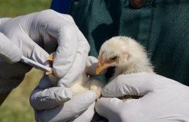 Учёные выявили реальный первоисточник высокопатогенного птичьего гриппа - agroexpert.md