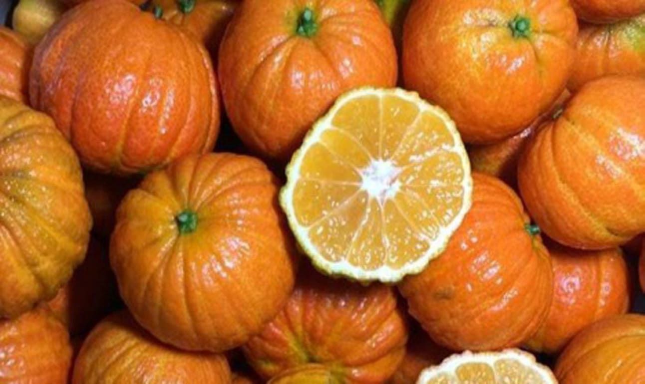 Европейский рынок пополнился необычным мандарином в форме тыквы - agreoexpert.md