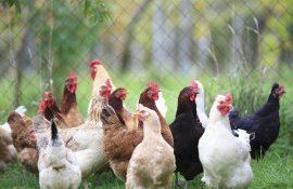 Nutriția păsărilor de curte - agroexpert.md