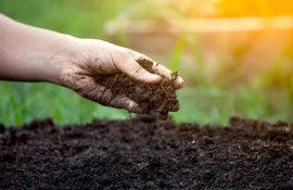 Увеличение органического углерода в почве прокормит еще 640 млн человек - agroexpert.md
