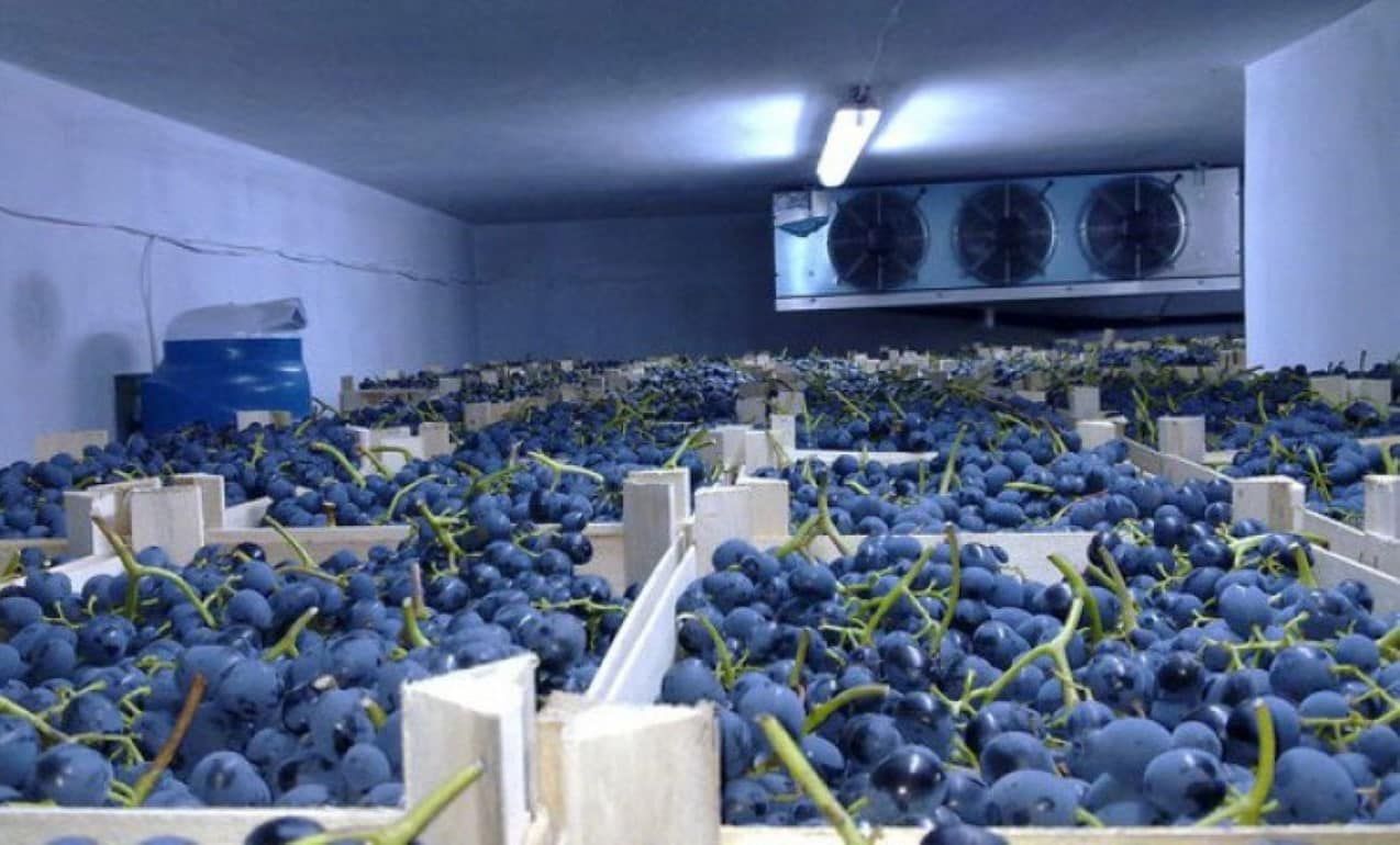 На хранение виноградари РМ заложат больше винограда, чем в прошлом году - agroexpert.md