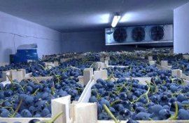 На хранение виноградари РМ заложат больше винограда, чем в прошлом году - agroexpert.md