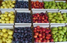 companii vânzare fructe judecată - agroexpert.md