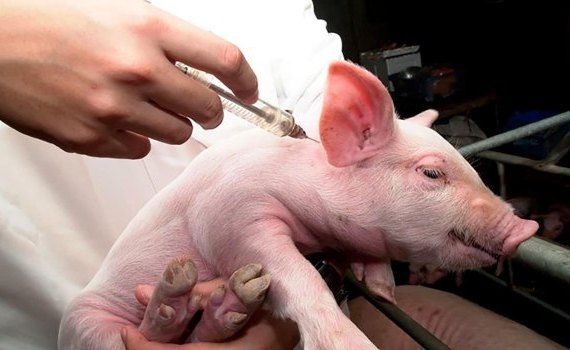 Вьетнамская вакцина от африканской чумы свиней выходит на внешние рынки - agroexpert.md