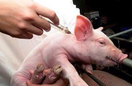 Вьетнамская вакцина от африканской чумы свиней выходит на внешние рынки - agroexpert.md