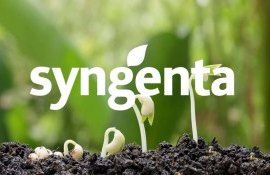 Новое азотфиксирующее средство для пропитки семян от Syngenta - agroexpert.md