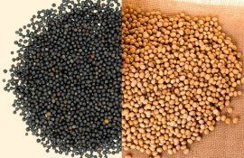 Страны ЕС активно импортируют сою и сокращают закупки рапса - agroexpert.md